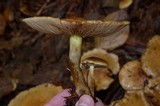 Pholiota spumosa image