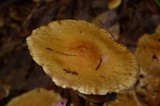 Pholiota spumosa image