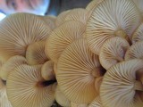 Flammulina velutipes var. velutipes image