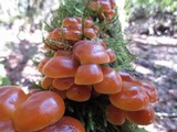 Flammulina velutipes var. velutipes image