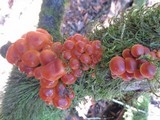 Flammulina velutipes var. velutipes image
