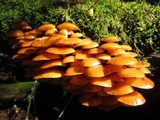 Flammulina velutipes var. velutipes image