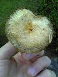 Lactarius hatsudake image