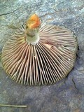 Lactarius hatsudake image