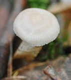 Mycena pura image