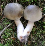 Tricholoma saponaceum image