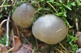 Tricholoma saponaceum image