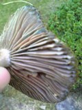 Lactarius hatsudake image