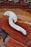 Tricholoma saponaceum image