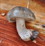 Tricholoma saponaceum image