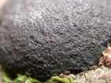 Annulohypoxylon thouarsianum var. thouarsianum image
