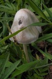 Panaeolus antillarum image