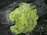 Image of Gyalolechia flavorubescens