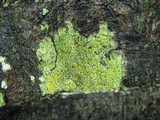 Gyalolechia flavorubescens image