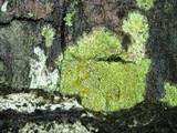 Gyalolechia flavorubescens image