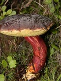 Boletus zelleri image