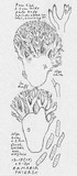 Ramaria thiersii image