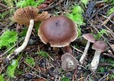Cortinarius athabascus image