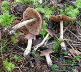 Cortinarius athabascus image