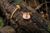Chromosera cyanophylla image