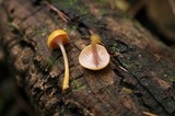 Chromosera cyanophylla image