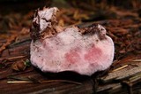 Fomitopsis cajanderi image