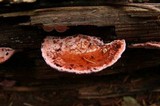 Fomitopsis cajanderi image
