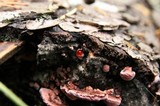 Fomitopsis cajanderi image