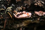Fomitopsis cajanderi image
