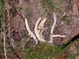 Clavaria fumosa image