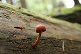 Gymnopilus picreus image