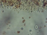 Gymnopilus picreus image