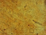 Gymnopilus picreus image