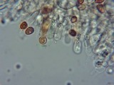 Gymnopilus picreus image