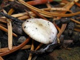 Strobilurus trullisatus image