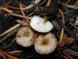 Strobilurus trullisatus image