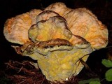 Laetiporus conifericola image