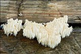 Hericium alpestre image