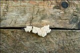 Hericium alpestre image