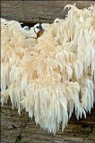 Hericium alpestre image