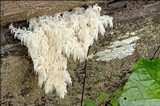 Hericium alpestre image