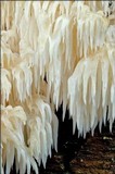 Hericium alpestre image