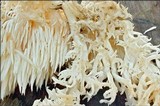 Hericium alpestre image