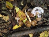 Inocybe lilacina image