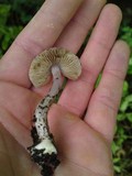 Inocybe lilacina image