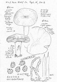 Russula occidentalis image