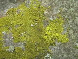 Pleopsidium chlorophanum image