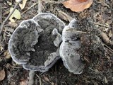 Phellodon niger image