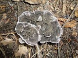 Phellodon niger image
