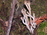 Clavulinopsis umbrinella image